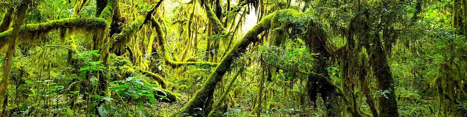YUNGAS – JUJUY